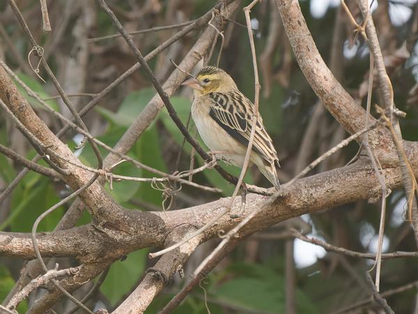 <h3><a href="/trips/gambia/biota/animalia/chordata/aves/040 passeriformes/114 ploceidae/euplectes hordeaceus/euplectes hordeaceus-nl.html">Euplectes&nbsp;hordeaceus</a> / Black‑winged&nbsp;red&nbsp;bishop / Roodvoorhoofdwever</h3>OM-1 Mark II met OLYMPUS M.150-400mm F4.5, 1/2000 sec  bij F5.0, ISO 2000, afstand 17.5&nbsp;m